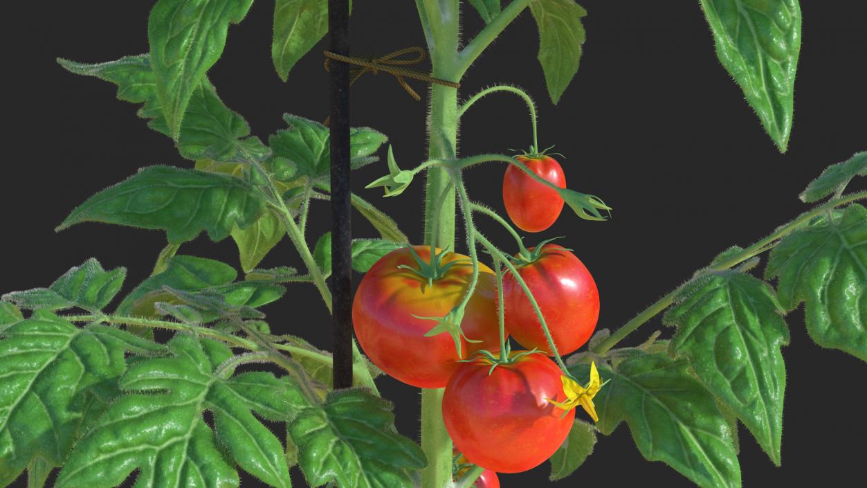 3D Red Tomato Plant Grown Pot