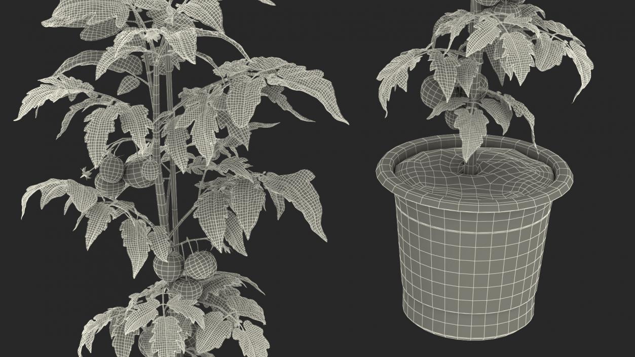 3D Red Tomato Plant Grown Pot