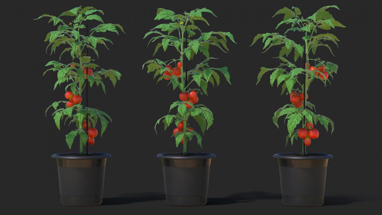 3D Red Tomato Plant Grown Pot