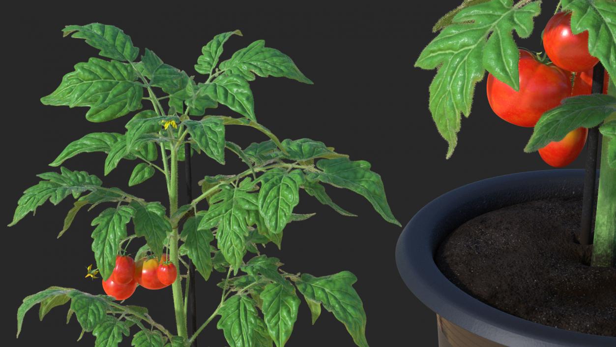 3D Red Tomato Plant Grown Pot