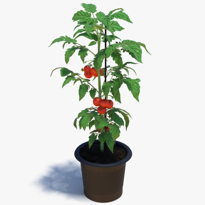 3D Red Tomato Plant Grown Pot