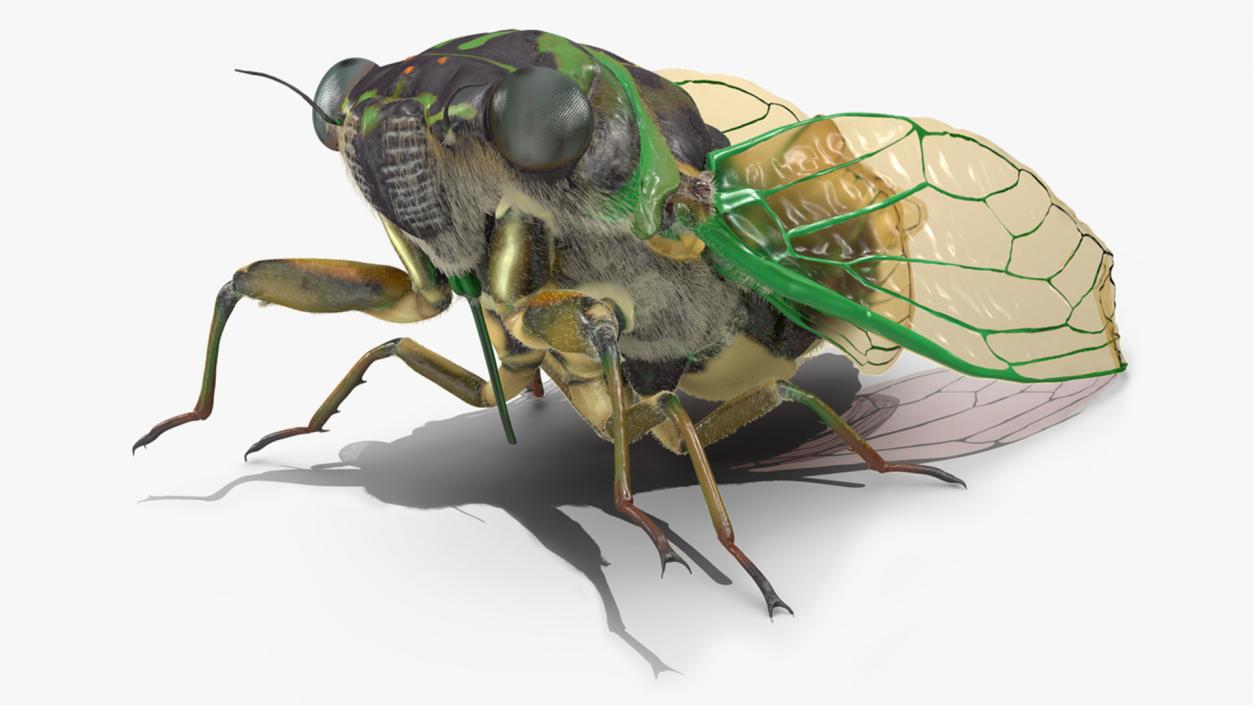 Cicada Fur Rigged 3D