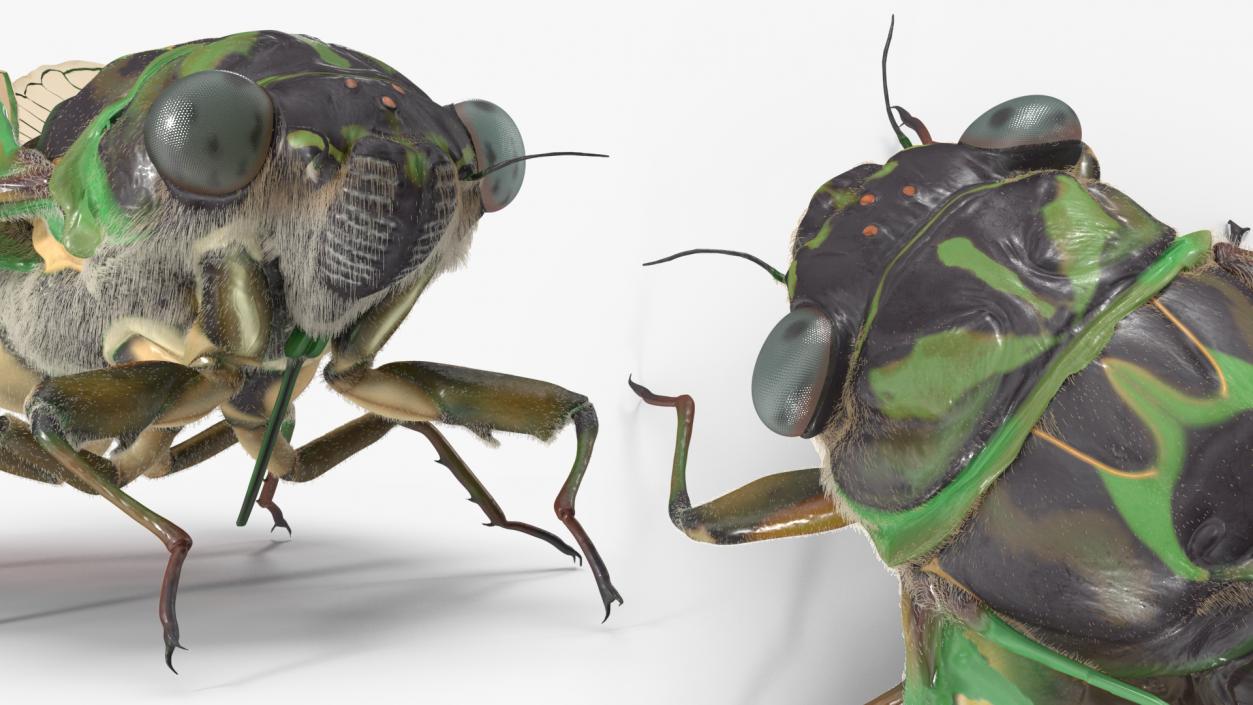 Cicada Fur Rigged 3D