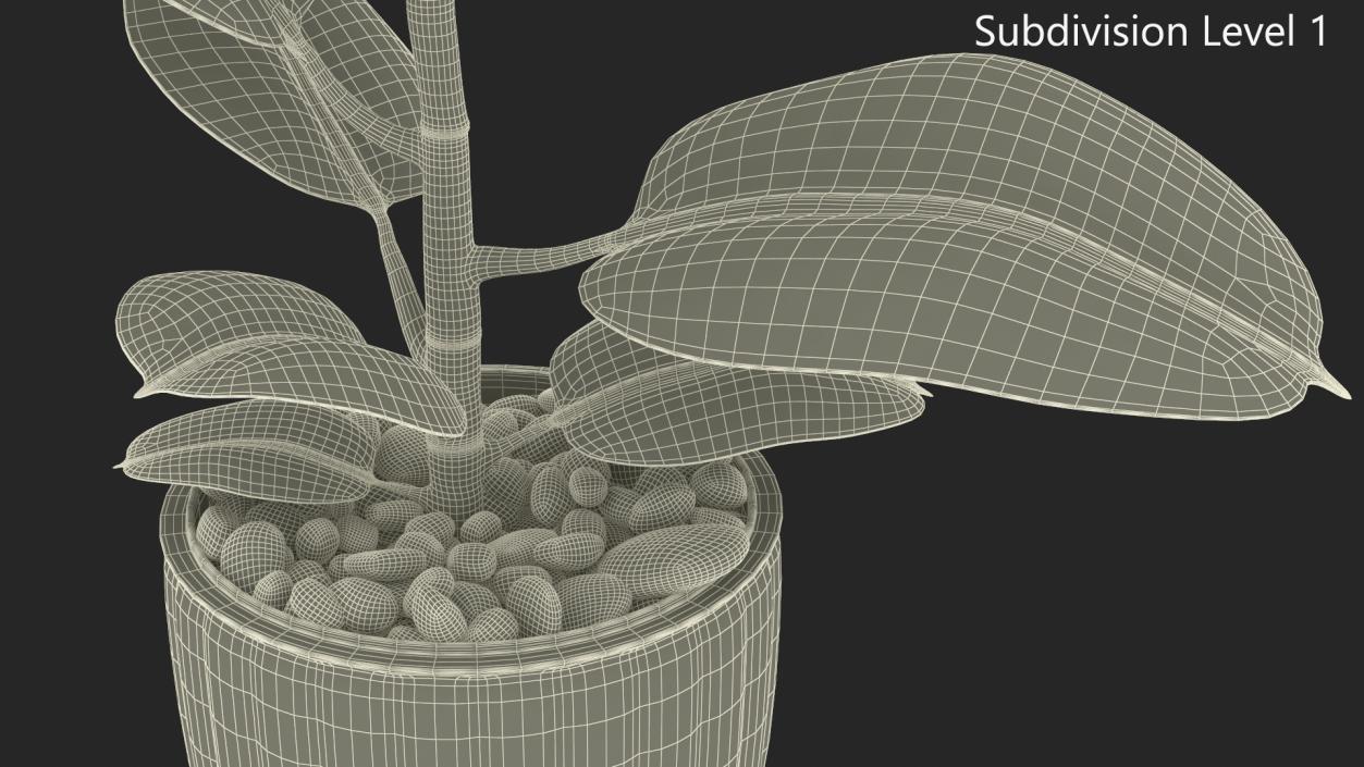 3D model Ficus with Pebbles in Floor Planter