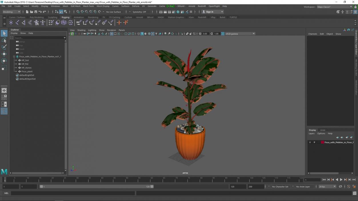 3D model Ficus with Pebbles in Floor Planter