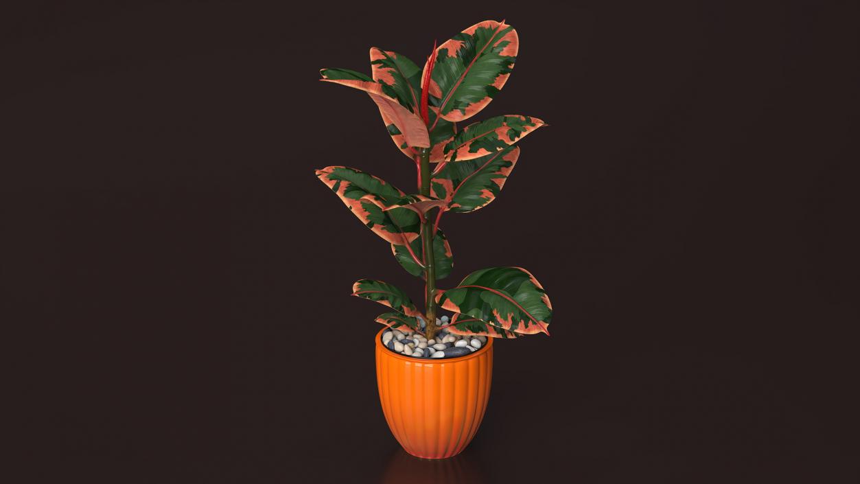 3D model Ficus with Pebbles in Floor Planter