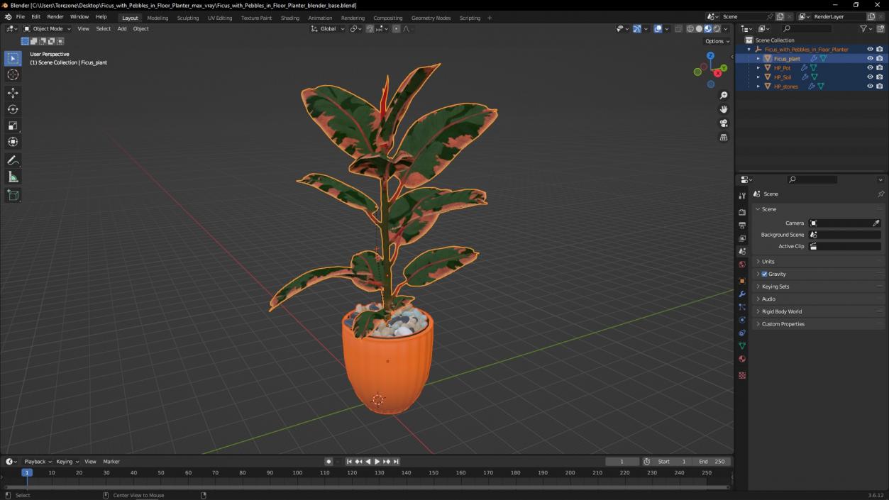 3D model Ficus with Pebbles in Floor Planter