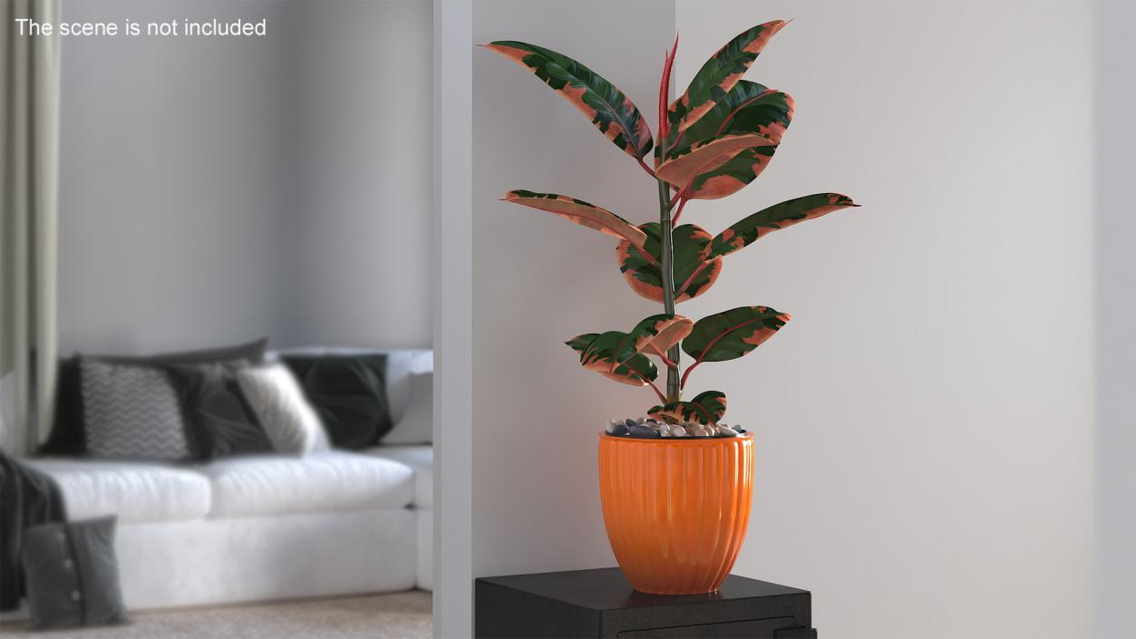 3D model Ficus with Pebbles in Floor Planter