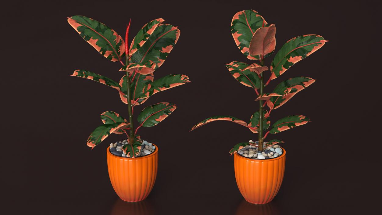 3D model Ficus with Pebbles in Floor Planter