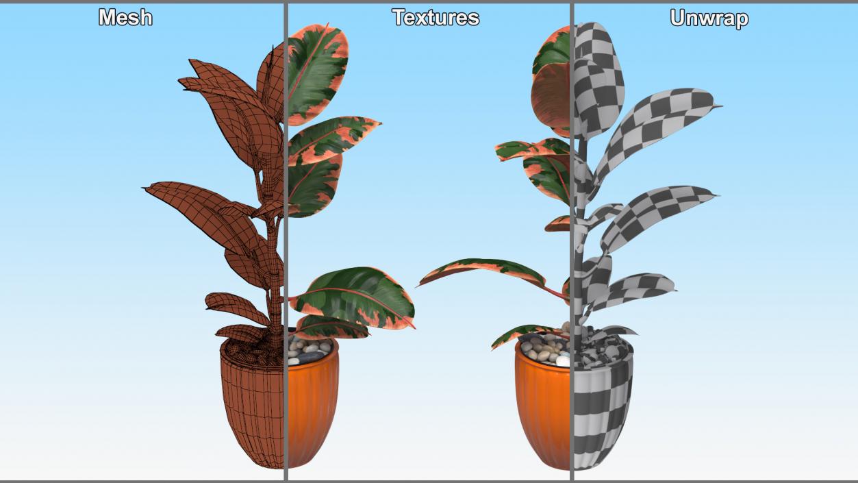 3D model Ficus with Pebbles in Floor Planter