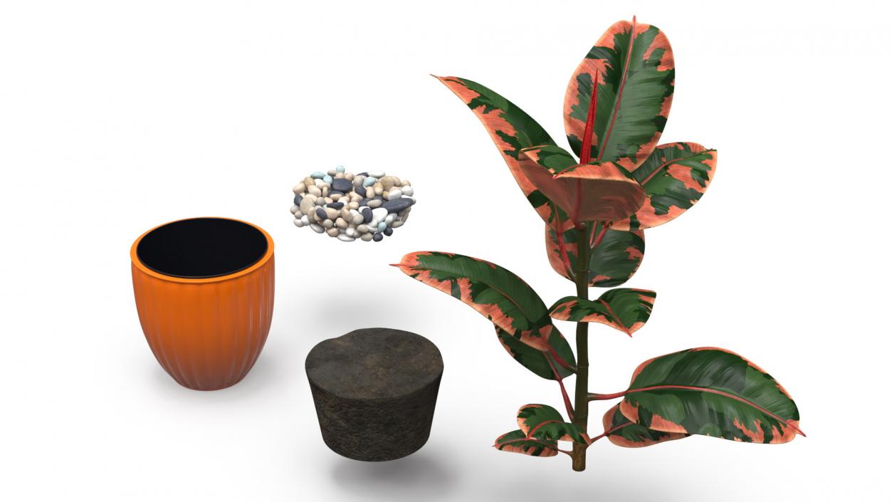 3D model Ficus with Pebbles in Floor Planter