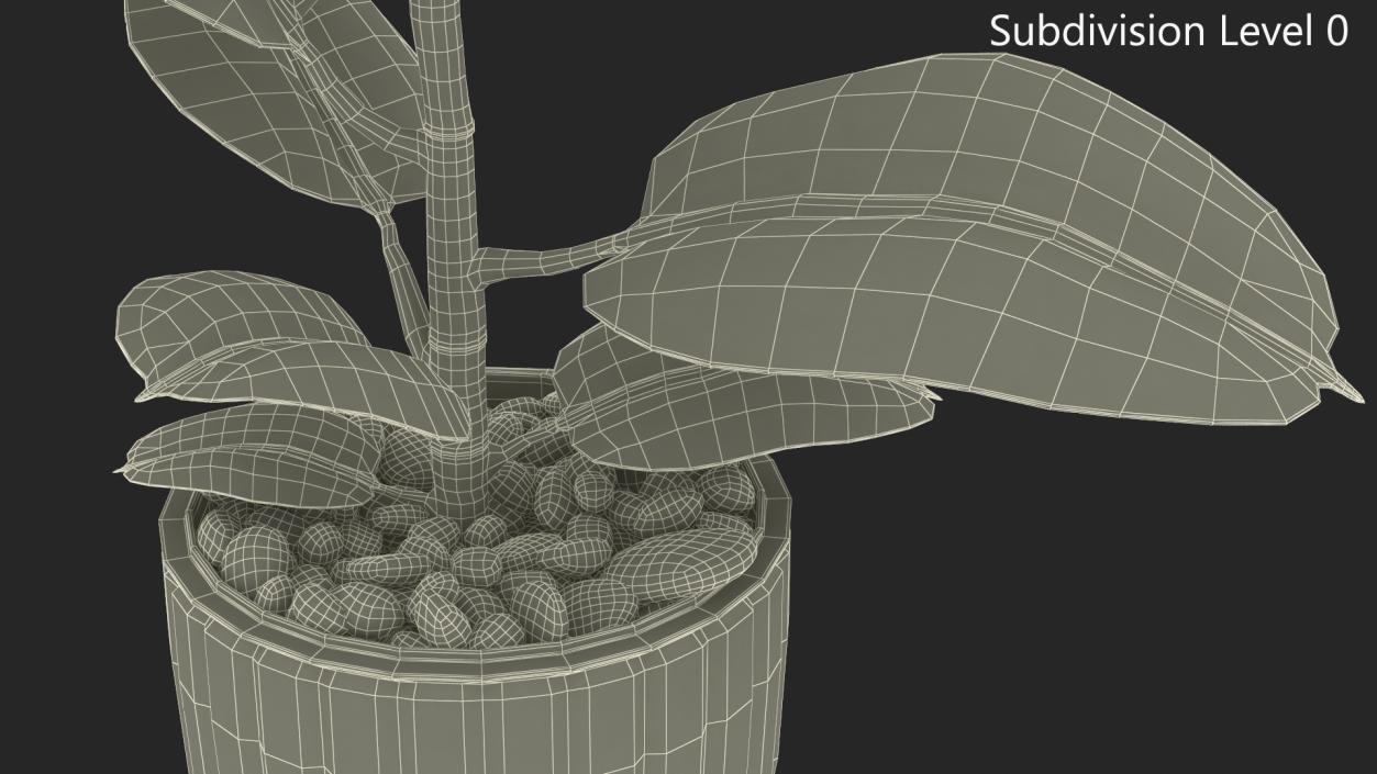 3D model Ficus with Pebbles in Floor Planter