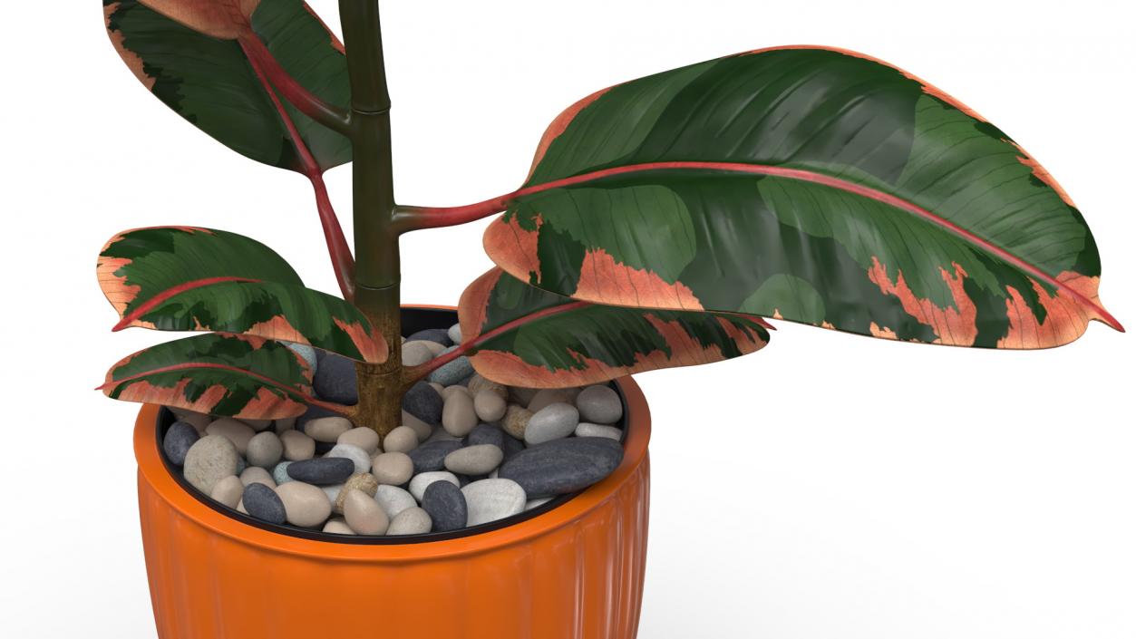 3D model Ficus with Pebbles in Floor Planter