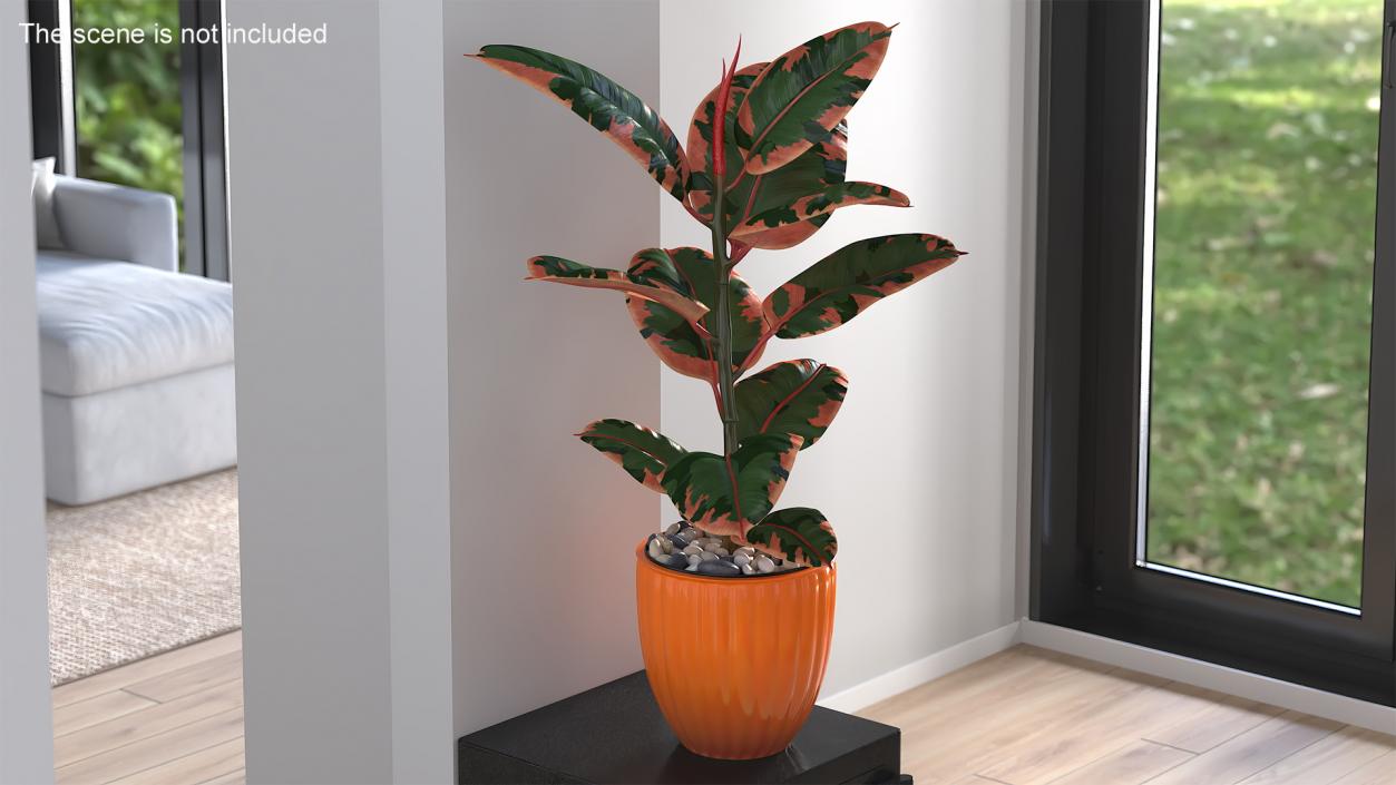 3D model Ficus with Pebbles in Floor Planter