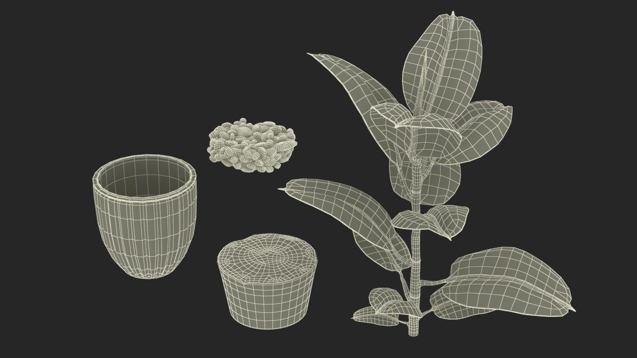 3D model Ficus with Pebbles in Floor Planter