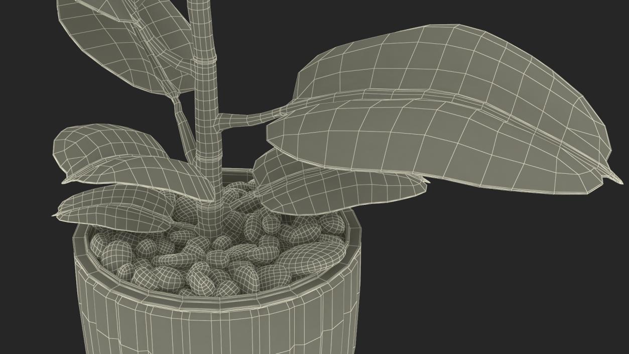 3D model Ficus with Pebbles in Floor Planter