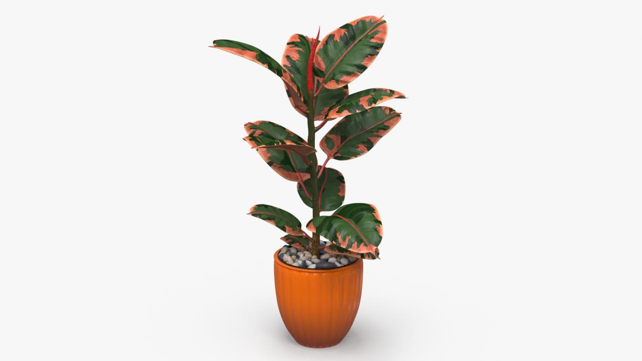 3D model Ficus with Pebbles in Floor Planter