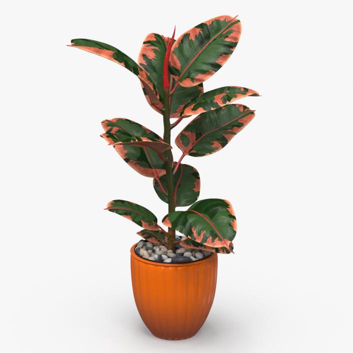 3D model Ficus with Pebbles in Floor Planter