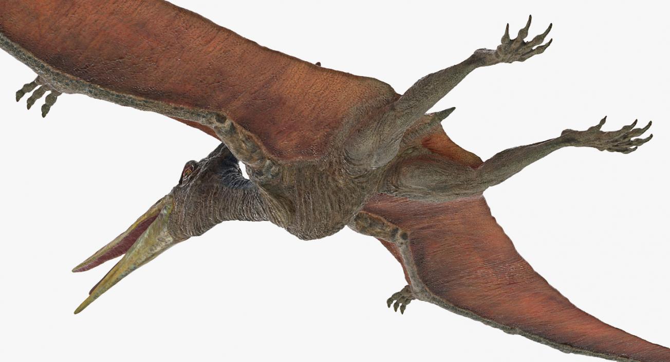 3D model Pteranodon