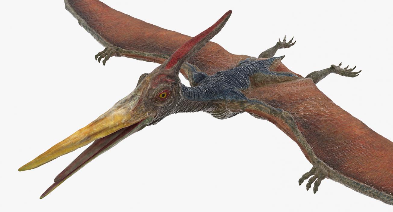 3D model Pteranodon