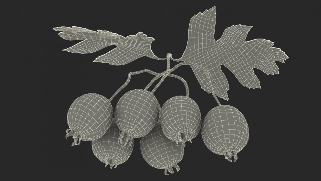 3D Hawthorn Berry Branch