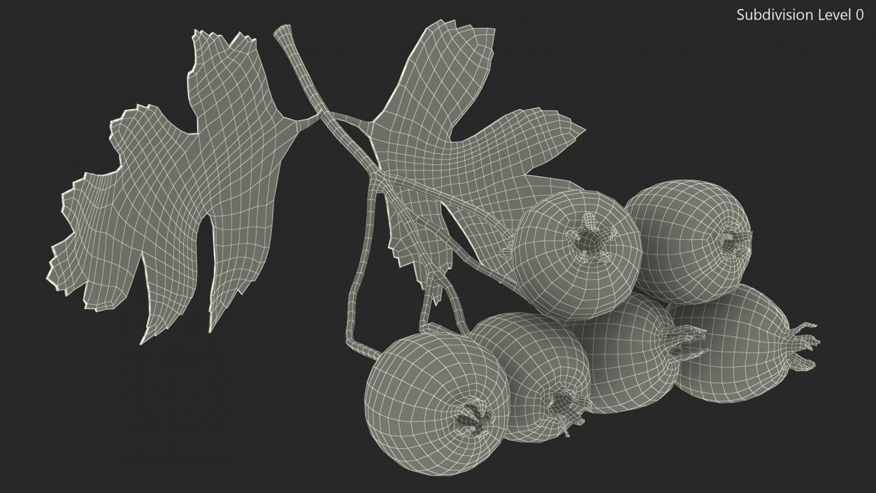 3D Hawthorn Berry Branch