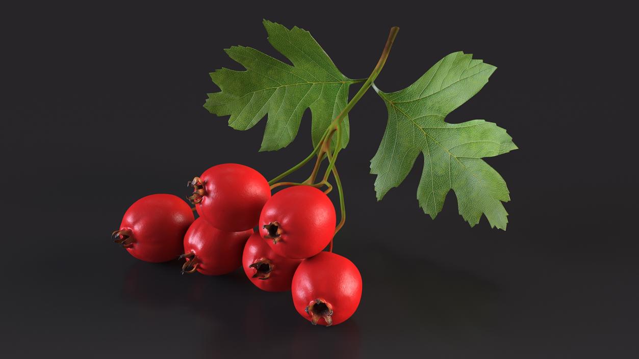 3D Hawthorn Berry Branch