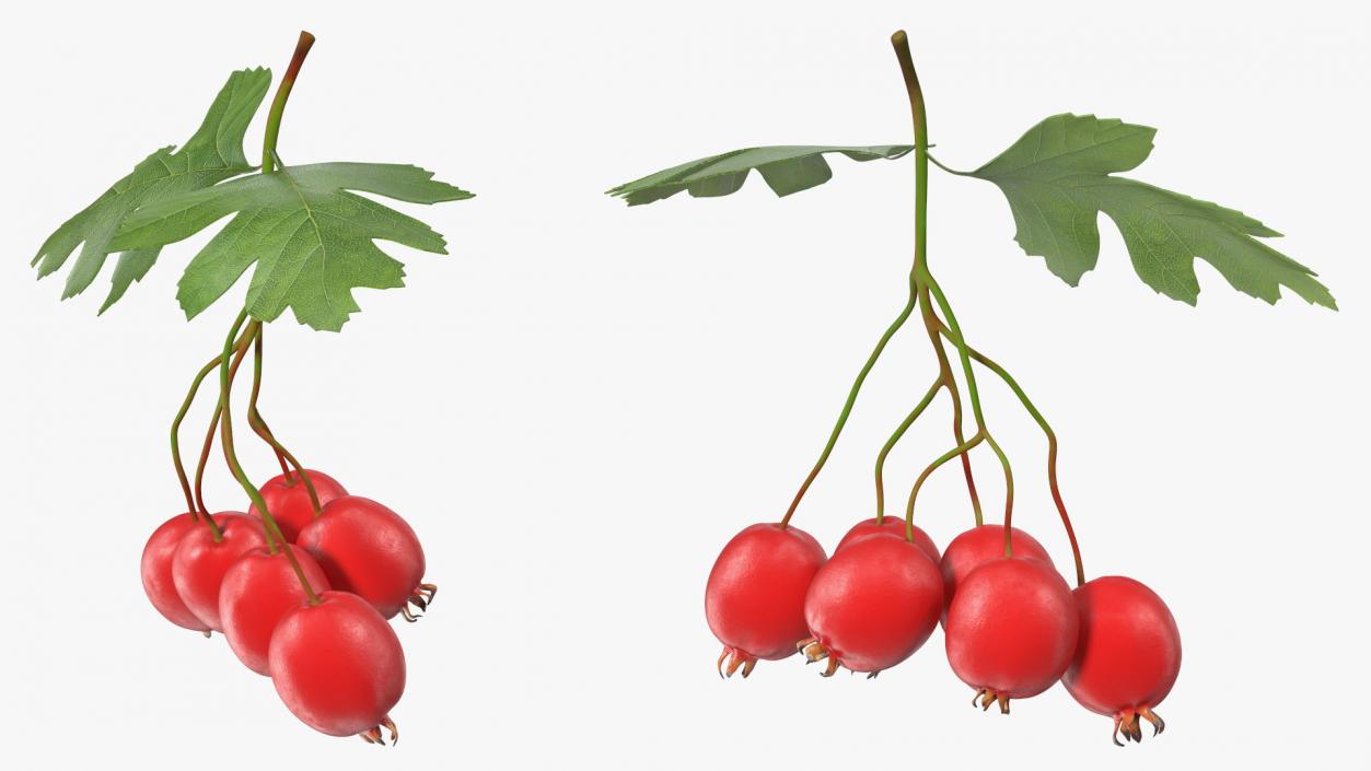 3D Hawthorn Berry Branch