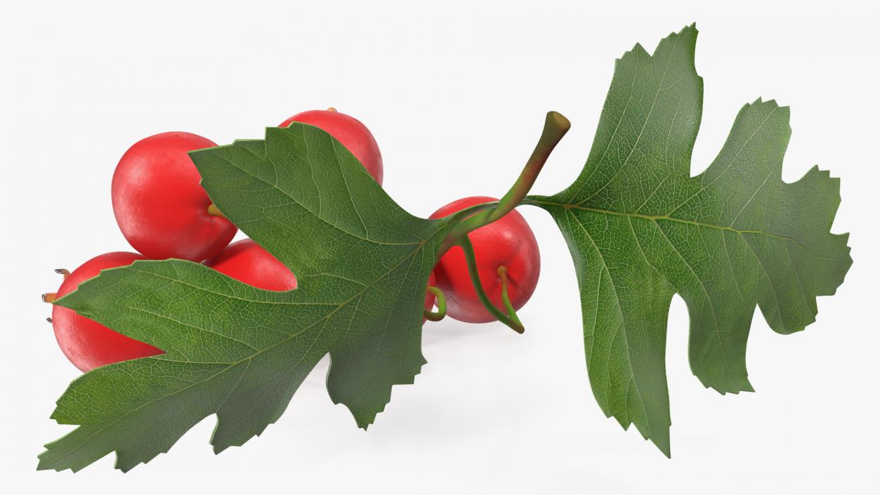 3D Hawthorn Berry Branch