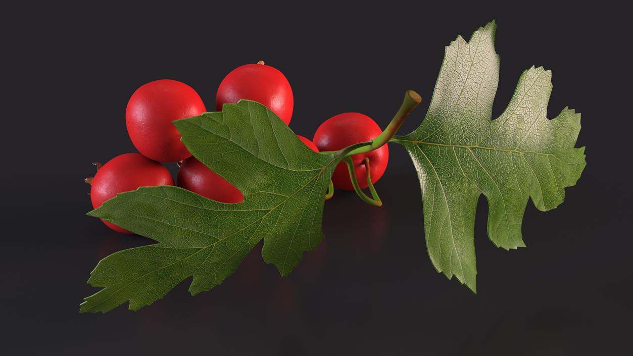 3D Hawthorn Berry Branch