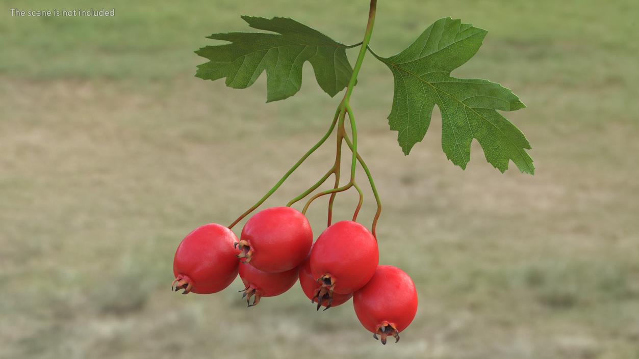 3D Hawthorn Berry Branch