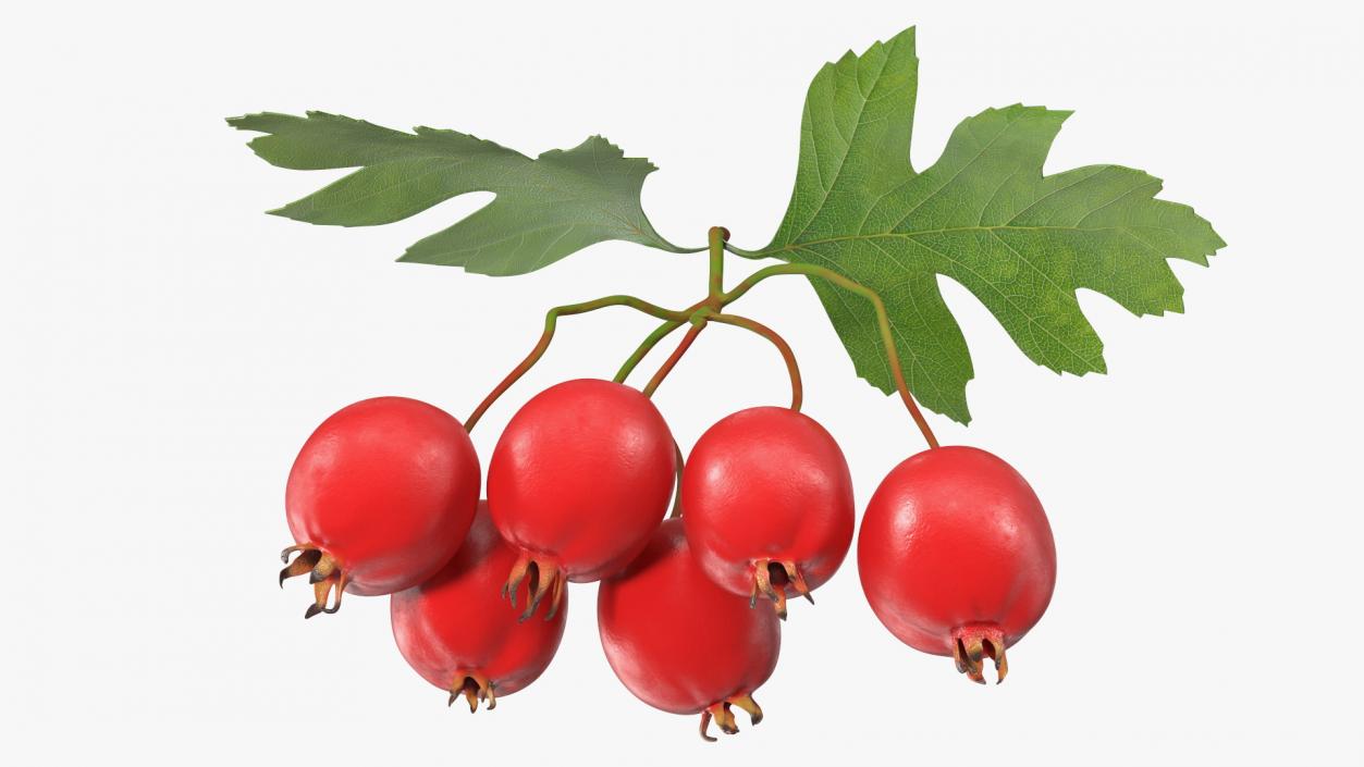 3D Hawthorn Berry Branch