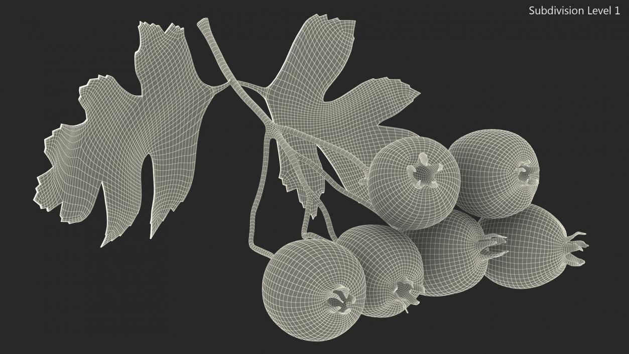 3D Hawthorn Berry Branch