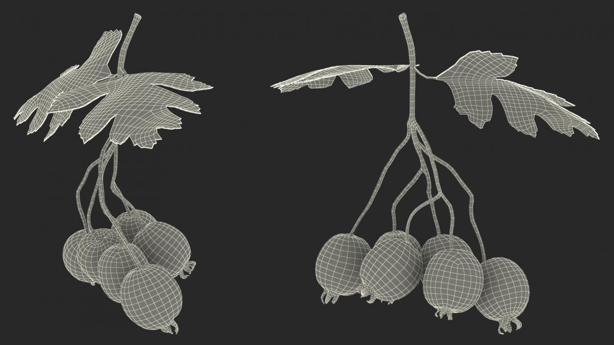 3D Hawthorn Berry Branch