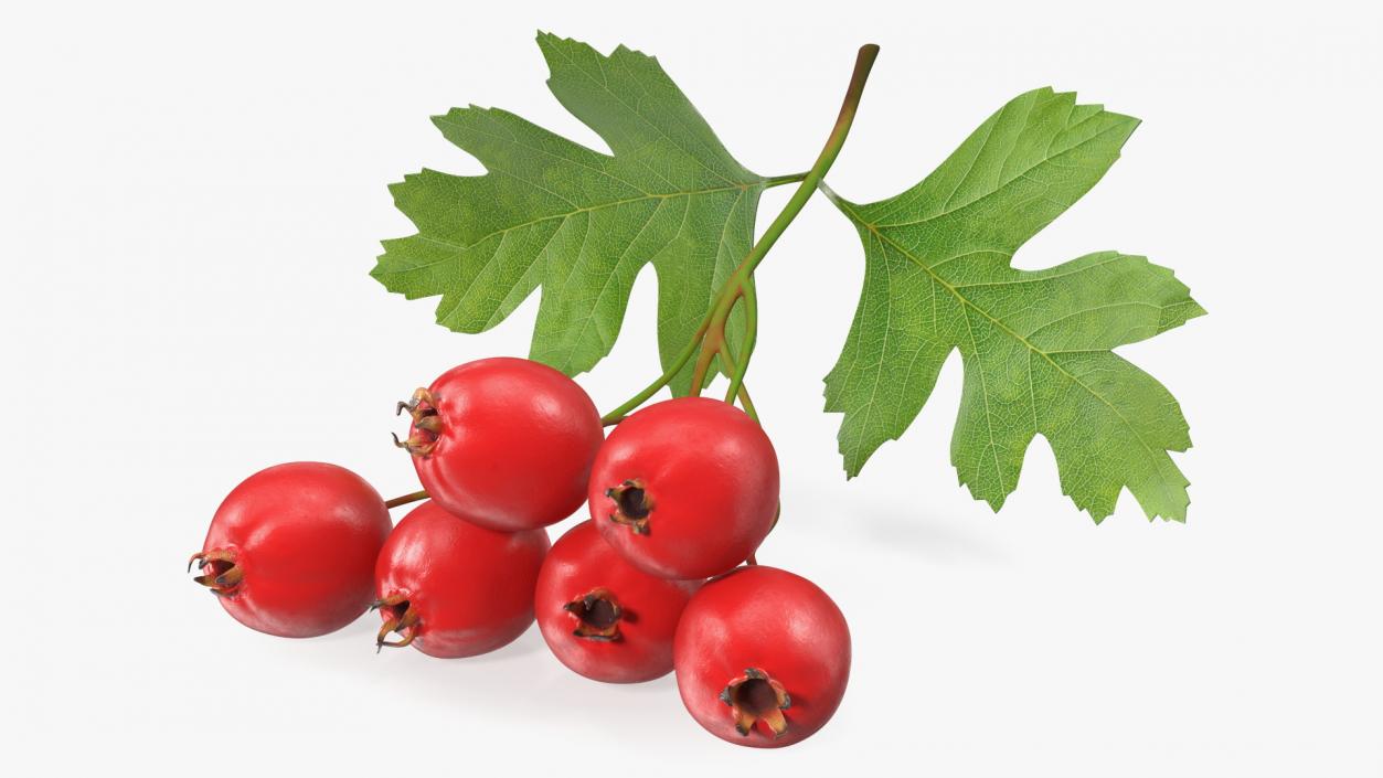 3D Hawthorn Berry Branch