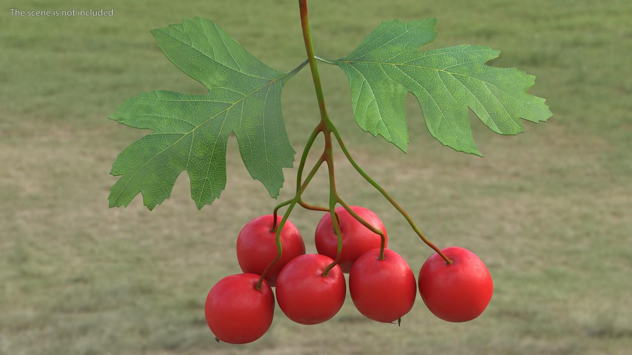 3D Hawthorn Berry Branch