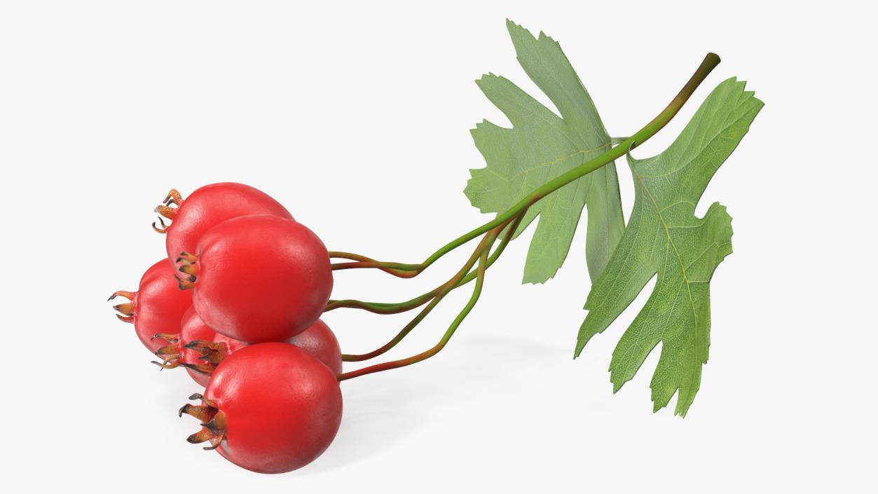 3D Hawthorn Berry Branch