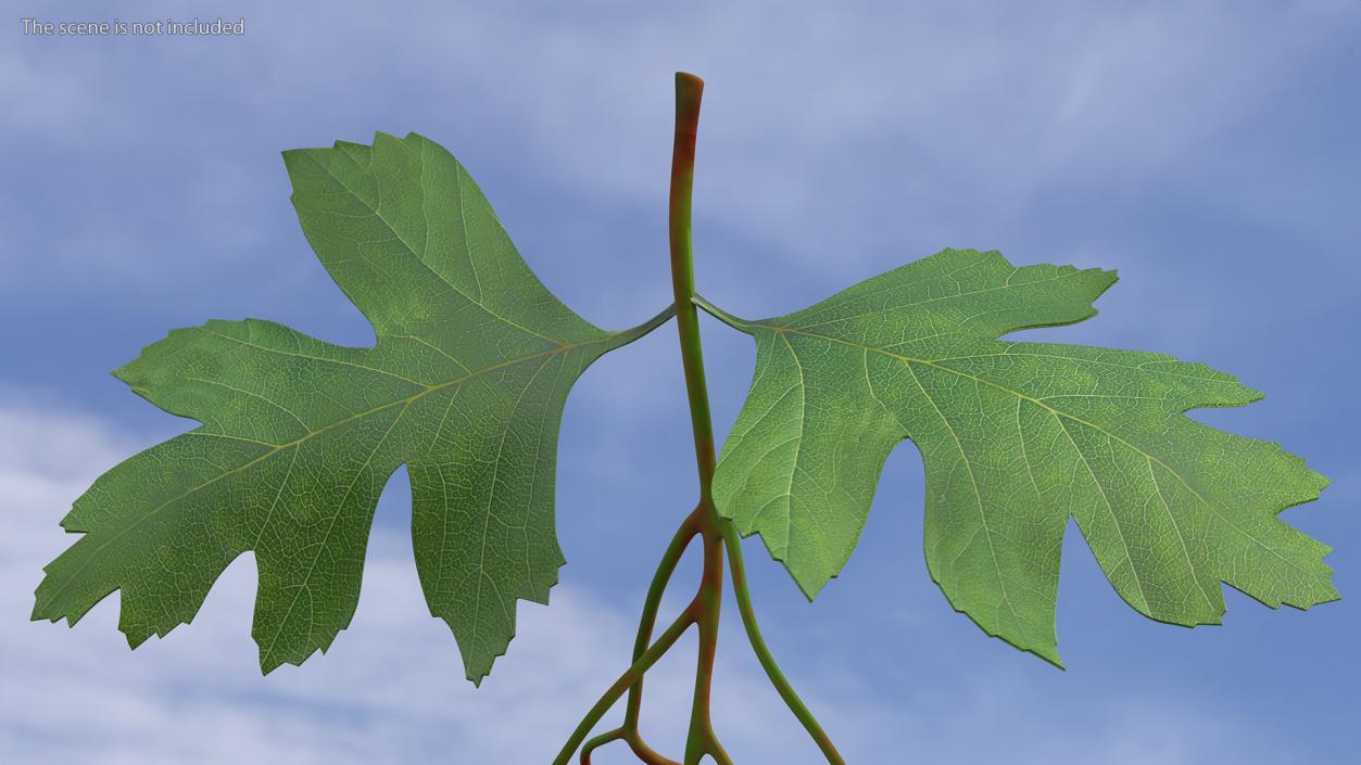 3D Hawthorn Berry Branch