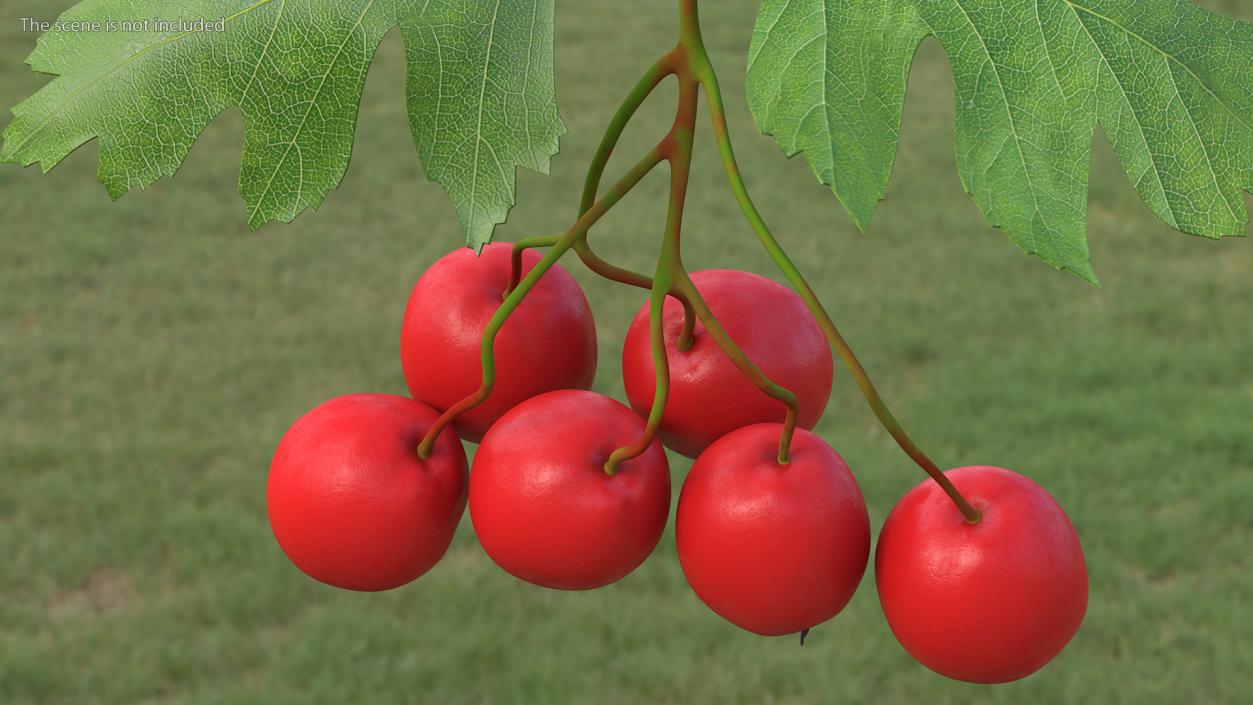 3D Hawthorn Berry Branch