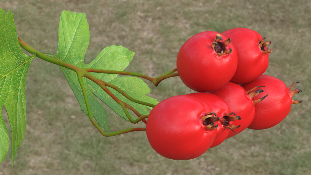 3D Hawthorn Berry Branch