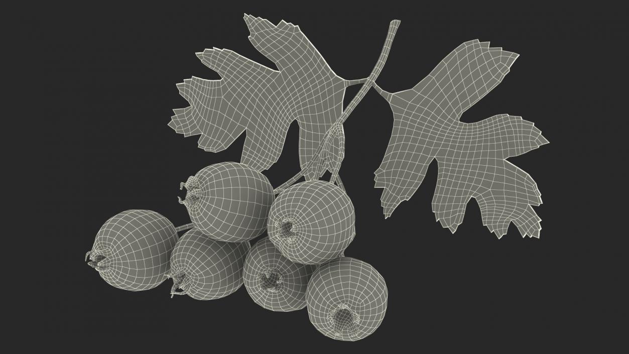 3D Hawthorn Berry Branch