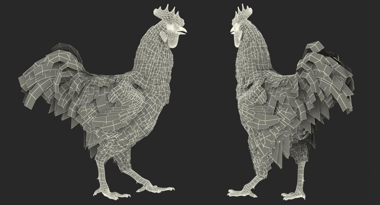 Brown Hen Walking 3D