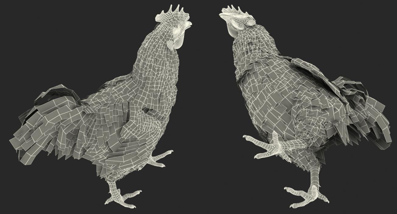 Brown Hen Walking 3D