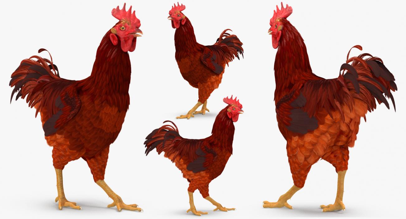 Brown Hen Walking 3D