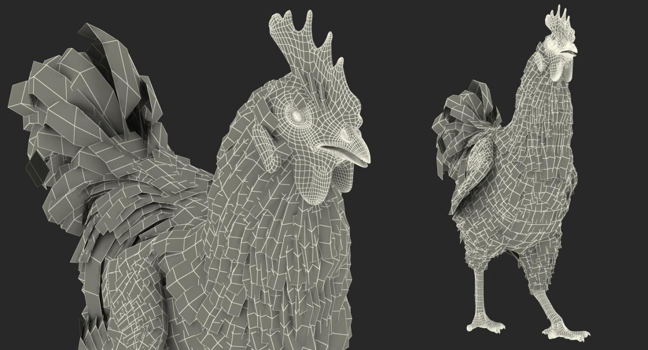 Brown Hen Walking 3D