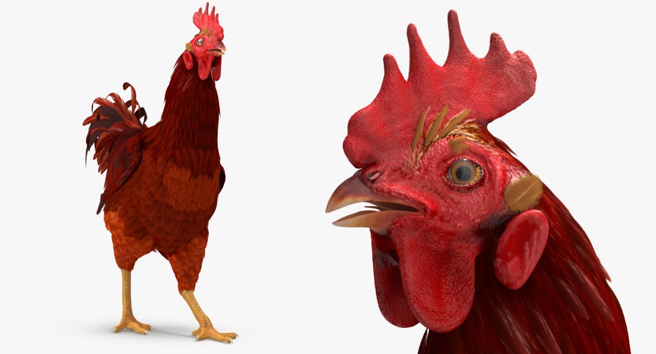 Brown Hen Walking 3D