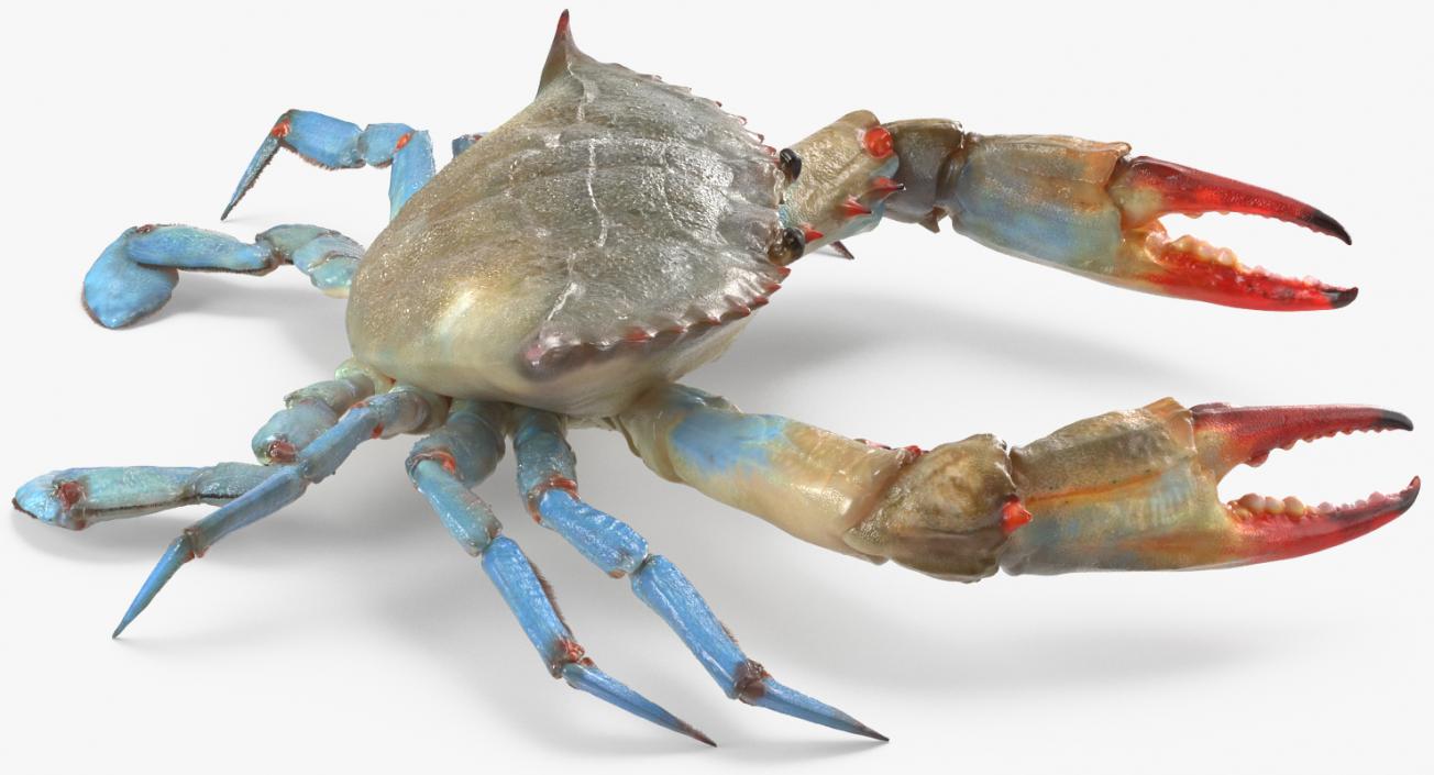 3D Atlantic Blue Crab model