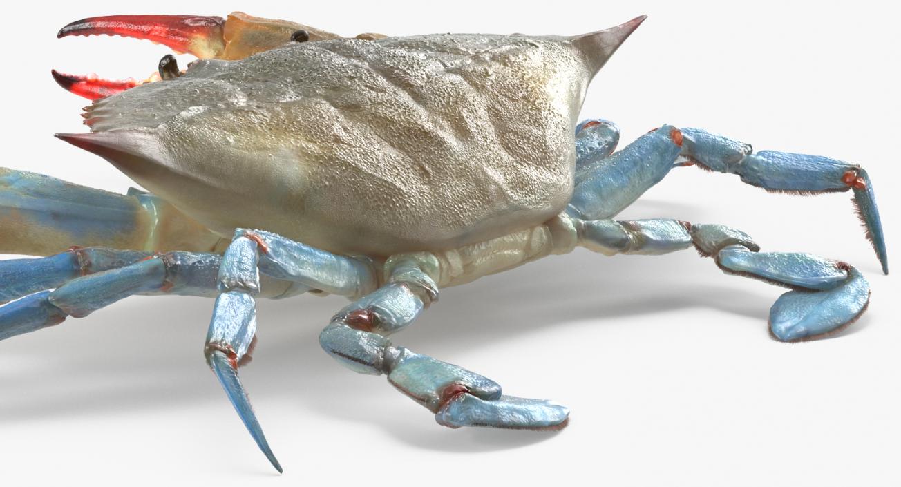 3D Atlantic Blue Crab model