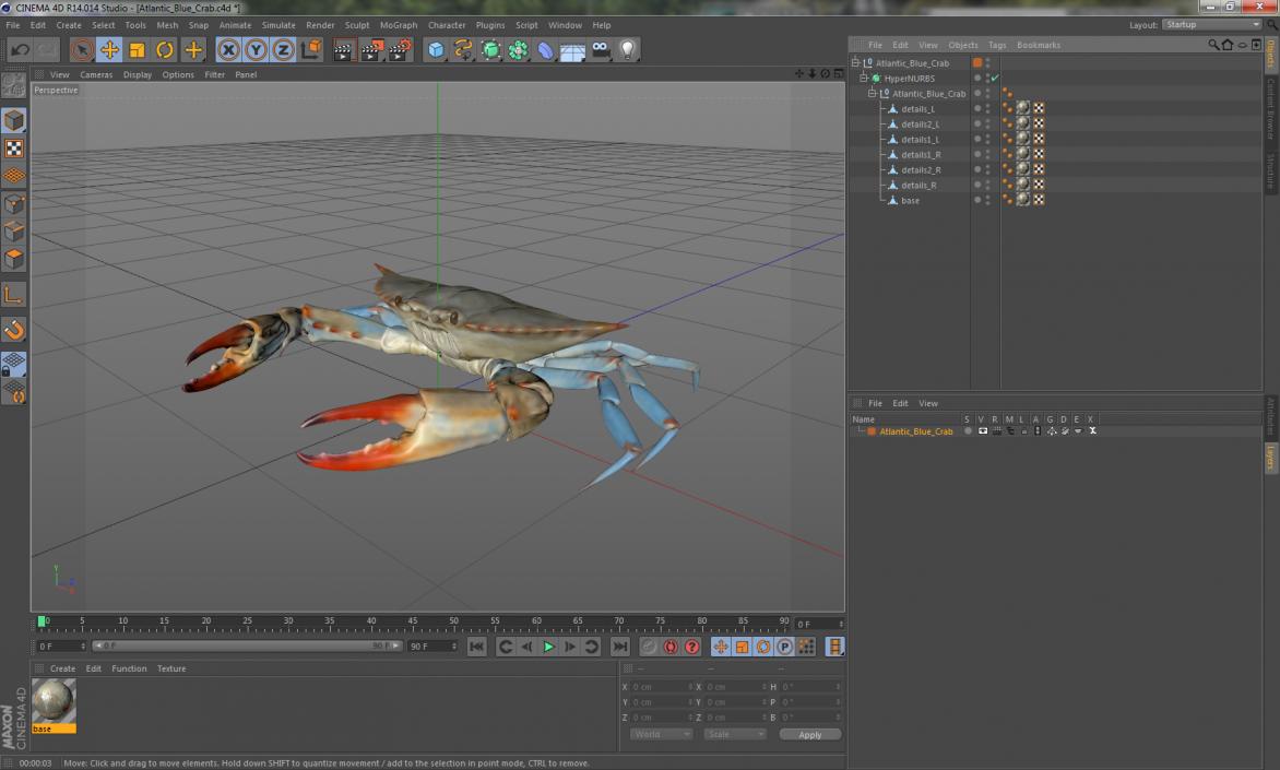 3D Atlantic Blue Crab model