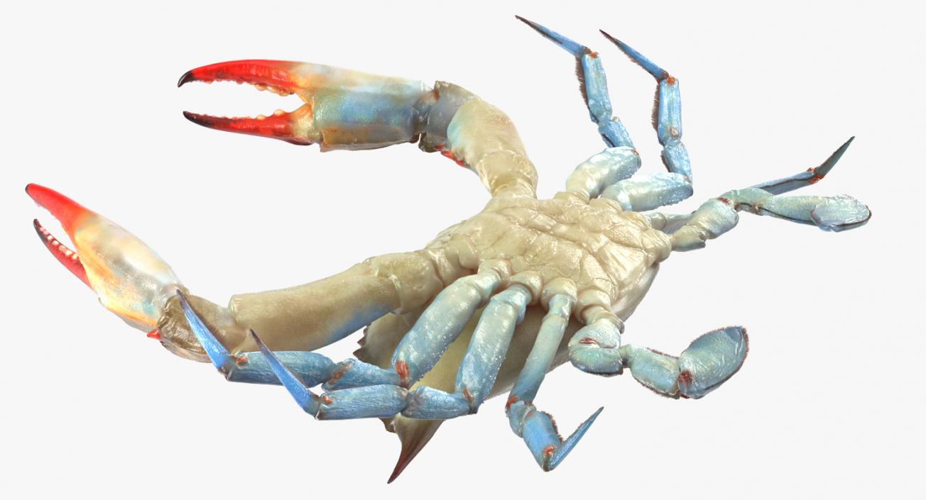 3D Atlantic Blue Crab model